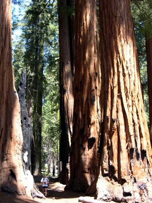Congress Group of giant sequoias